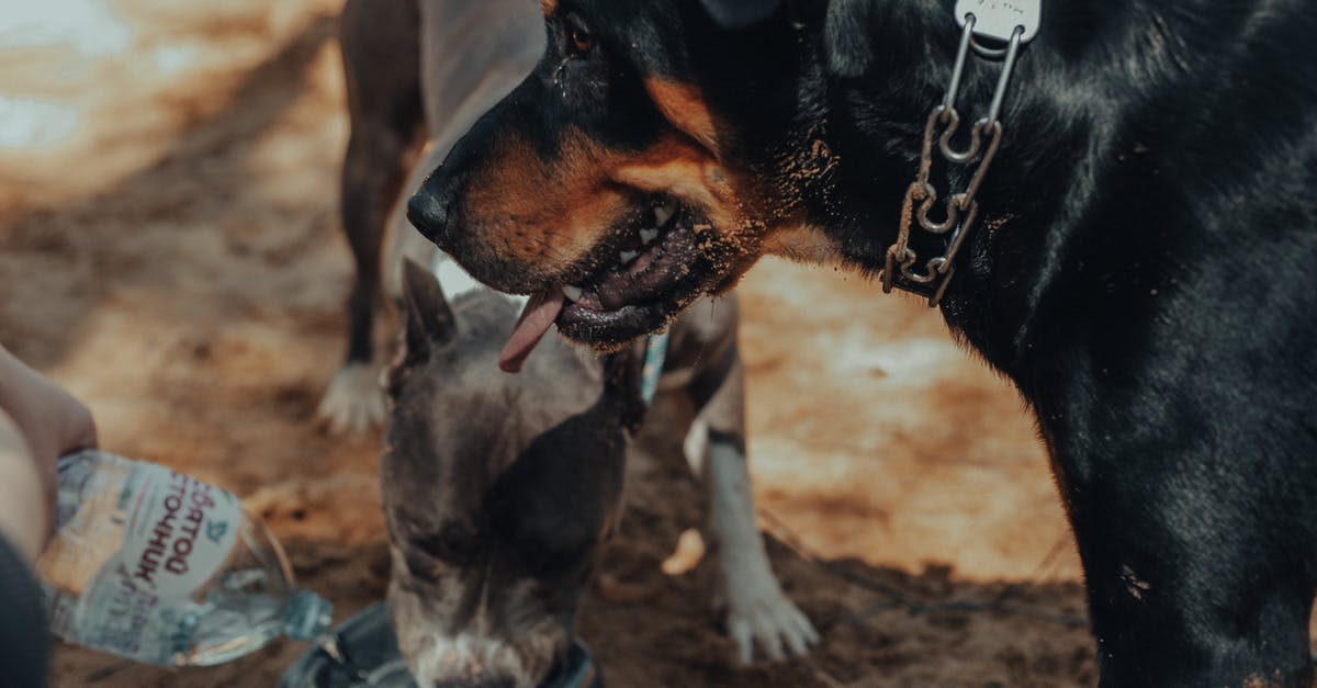 Hot water vs warm water for hot chocolate - Purebred dogs on sandy ground in sunny day Hot water vs warm water for hot chocolate - Purebred dogs on sandy ground in sunny day