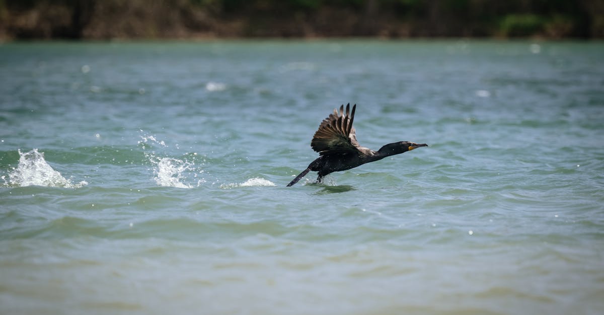 How are Boneless Wings Made - Black Duck on Water