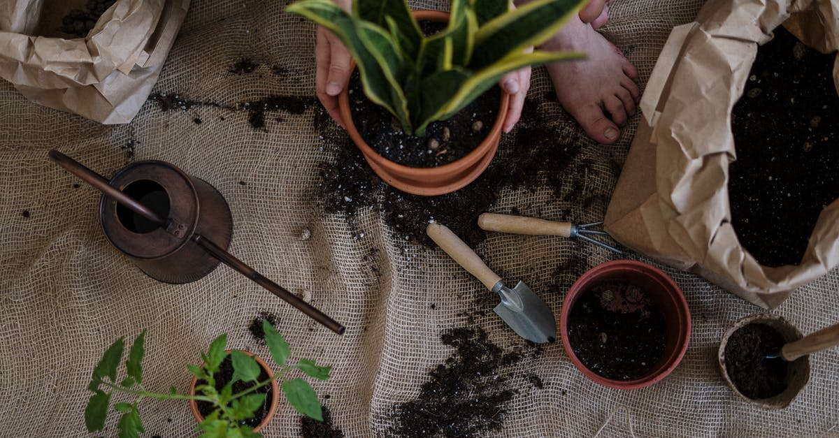 How can brown stains be removed from pots and pans? - Green Plant on Brown Clay Pot How can brown stains be removed from pots and pans? - Green Plant on Brown Clay Pot