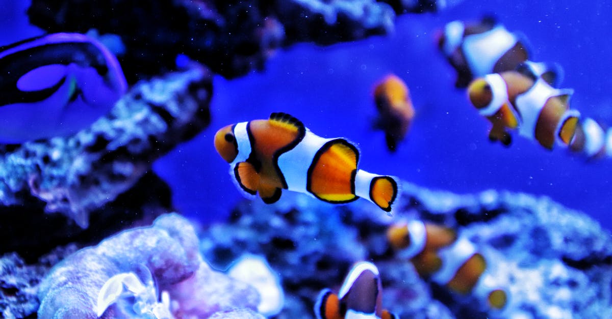 How can I keep tomatillos submerged in water during boiling? - Common Clownfish How can I keep tomatillos submerged in water during boiling? - Common Clownfish