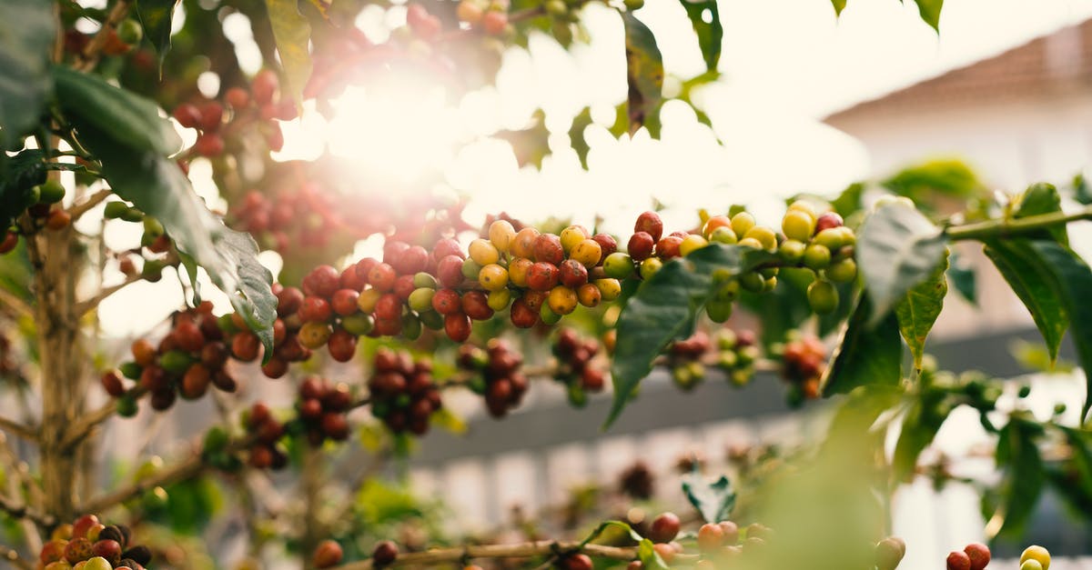 How can I let fruit ripen faster? - Red and Yellow Coffee Berries on Branch How can I let fruit ripen faster? - Red and Yellow Coffee Berries on Branch