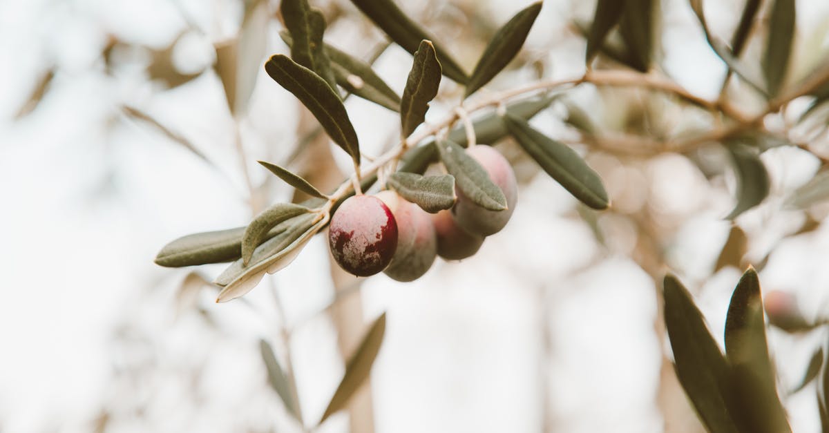 How can I let fruit ripen faster? - Ripening Olives on Branch How can I let fruit ripen faster? - Ripening Olives on Branch