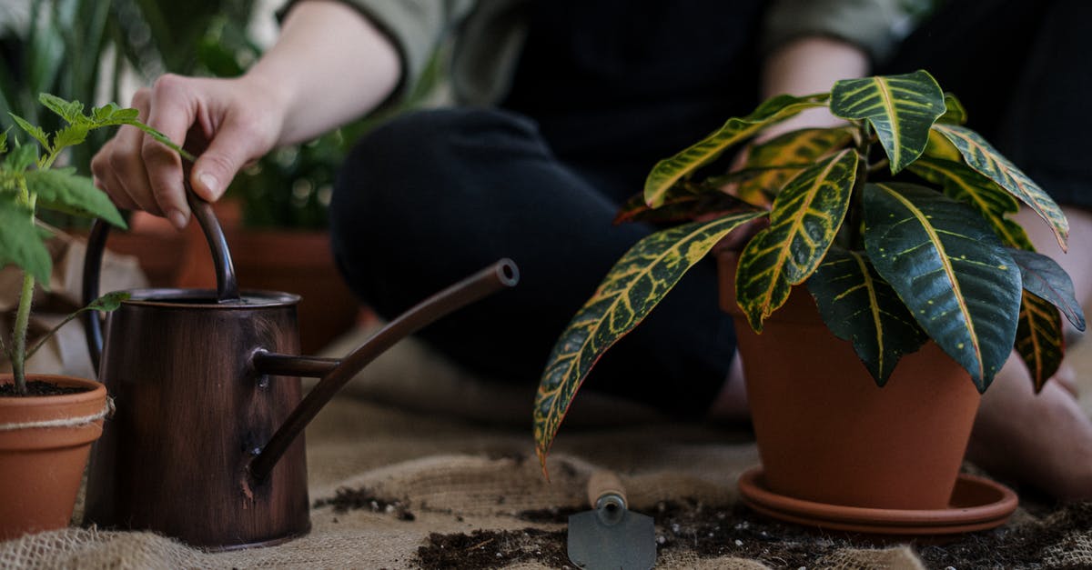 How can I make herbs easy to remove from a Crock-Pot? - Person Holding Brown Ceramic Mug With Green Plant How can I make herbs easy to remove from a Crock-Pot? - Person Holding Brown Ceramic Mug With Green Plant