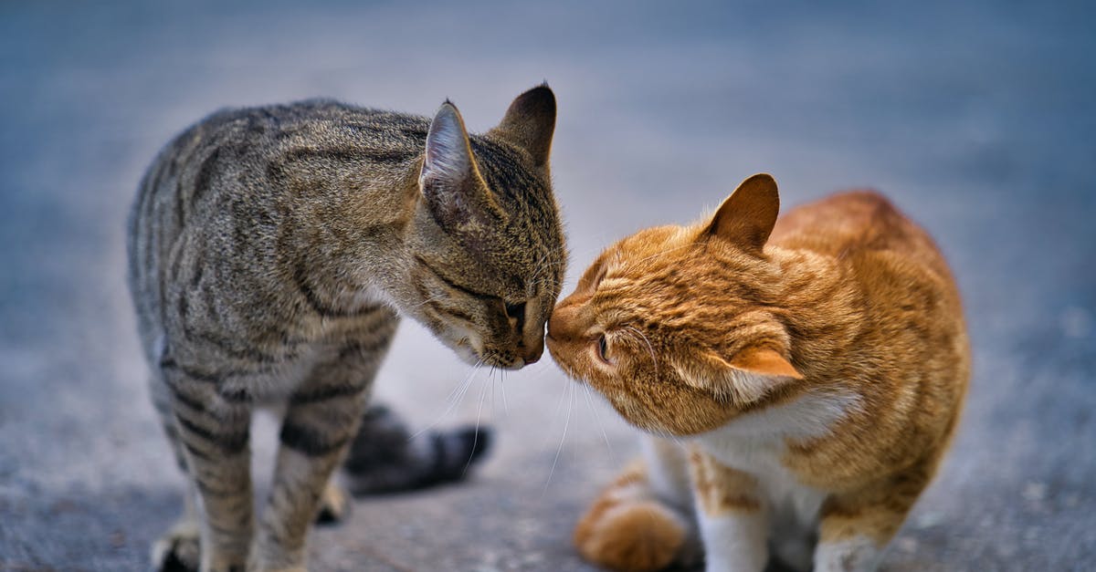 How can I maximize ginger extraction? - Brown Tabby Cat on Gray Concrete Floor