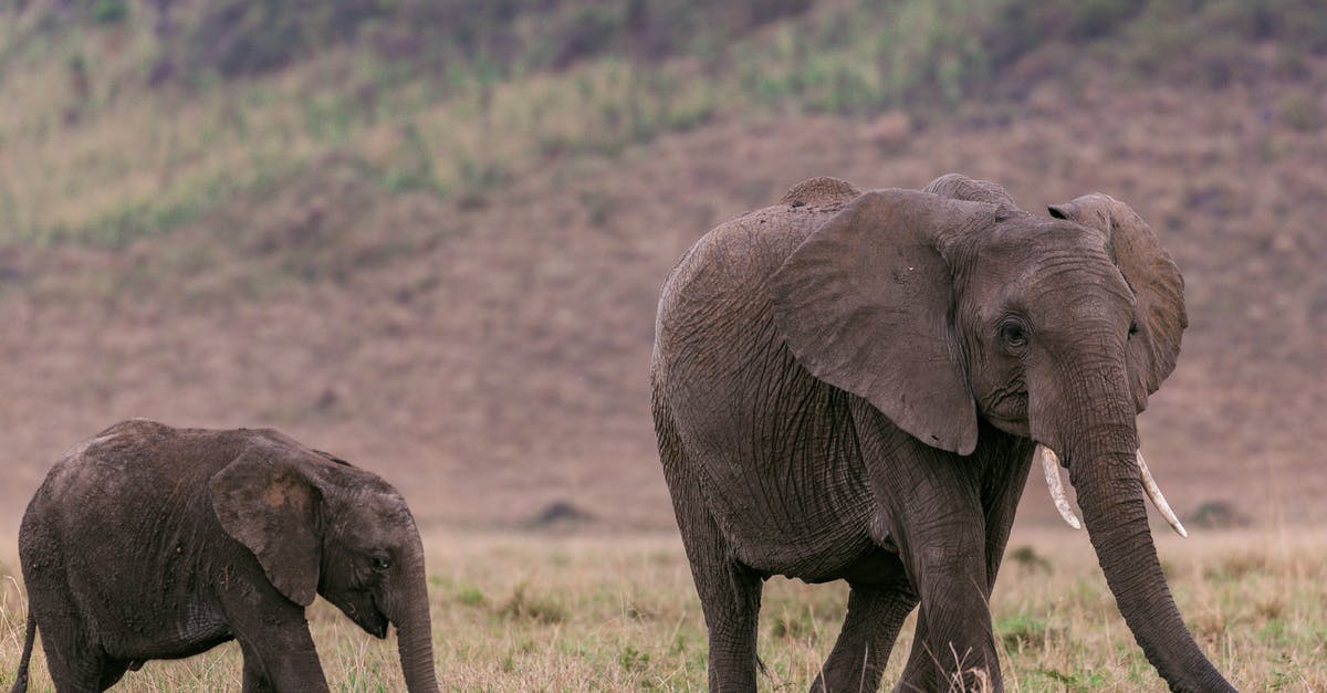 How can I preserve large quantities of garlic? - Side view of female elephant with baby elephant looking for food in savanna How can I preserve large quantities of garlic? - Side view of female elephant with baby elephant looking for food in savanna