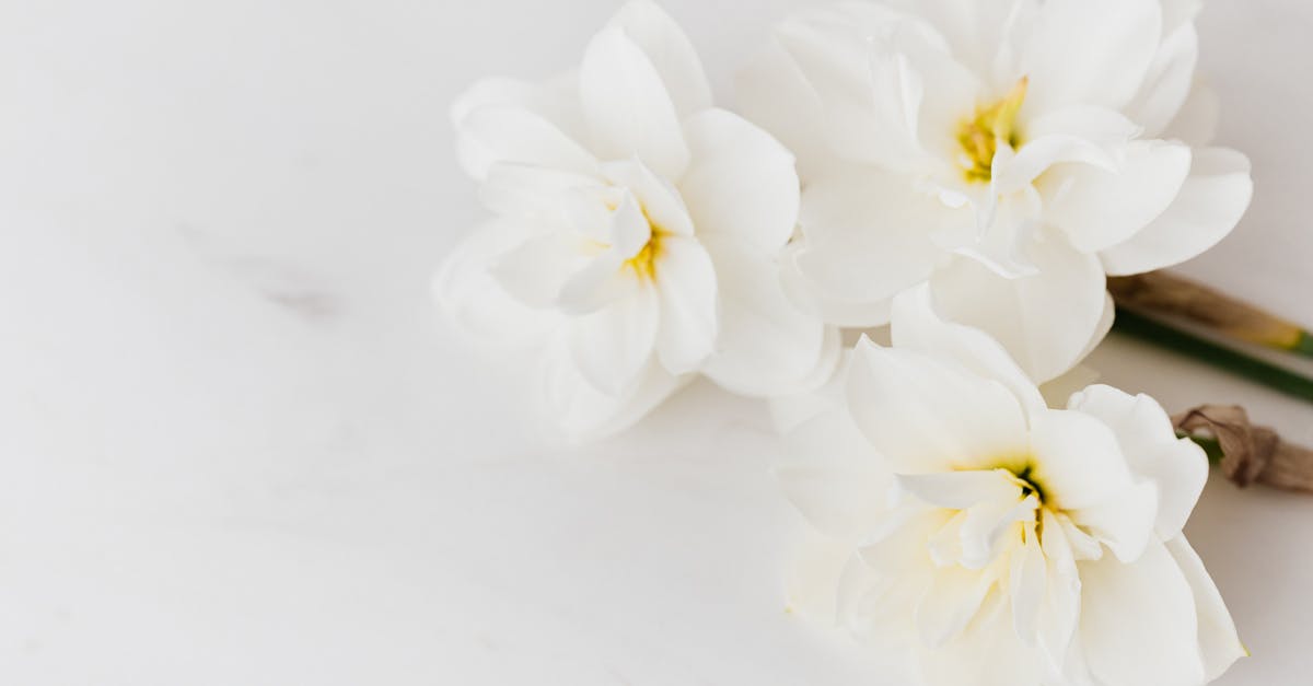 How can I remove burnt smell from white sauce? - From above of freshly plucked fragrant white narcissi placed on clean white marble table How can I remove burnt smell from white sauce? - From above of freshly plucked fragrant white narcissi placed on clean white marble table