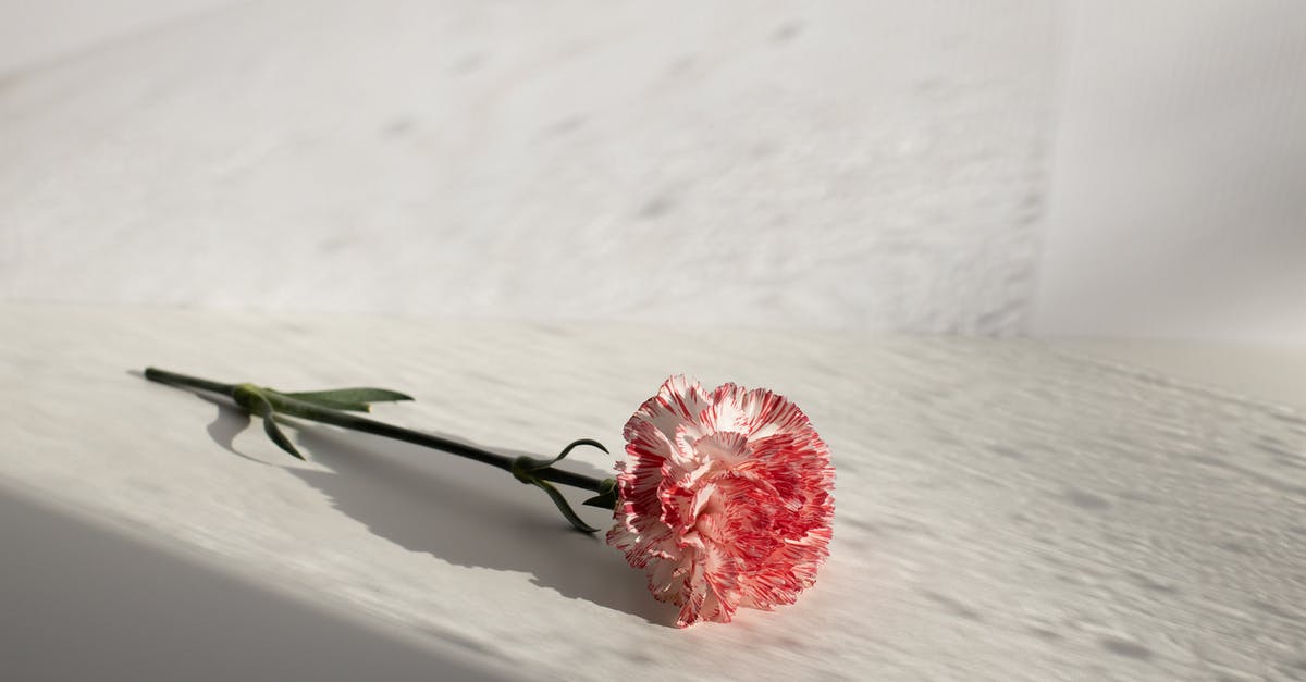 How can I remove burnt smell from white sauce? - Fragrant delicate carnation on white table How can I remove burnt smell from white sauce? - Fragrant delicate carnation on white table