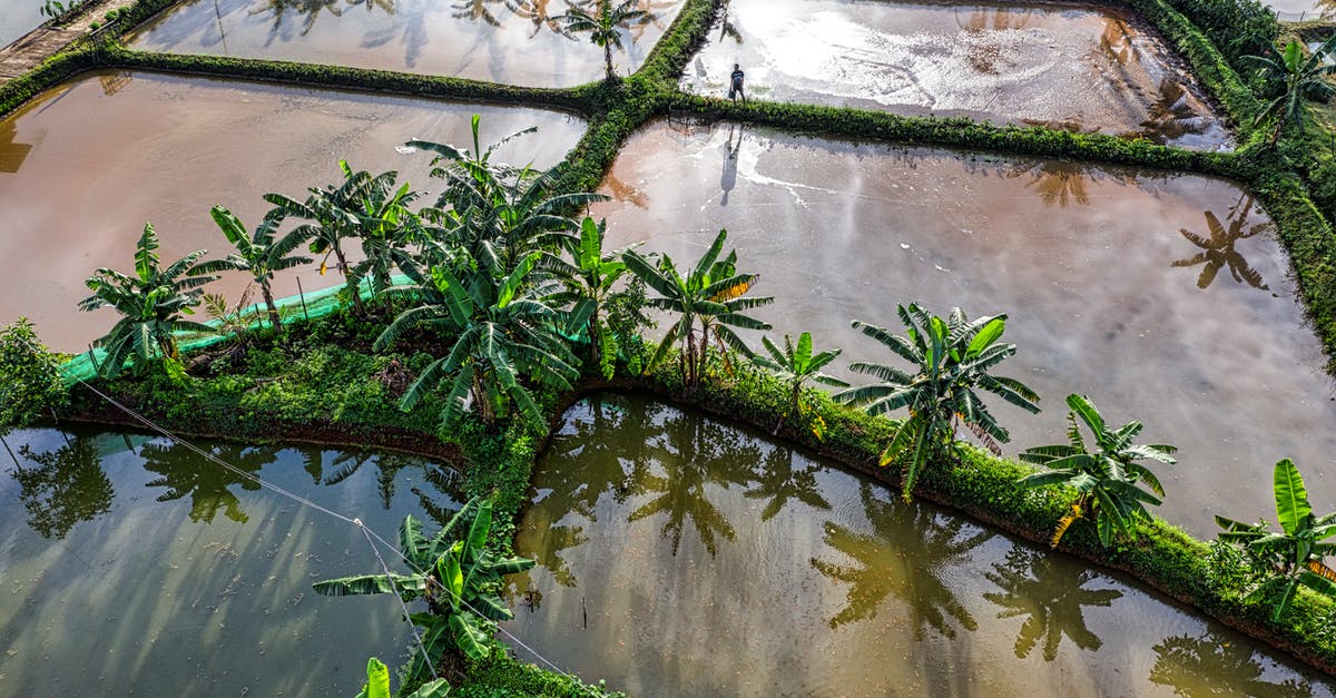 How can I separate fresh rice noodles that are stuck together? - Rice plantation with green vegetation How can I separate fresh rice noodles that are stuck together? - Rice plantation with green vegetation