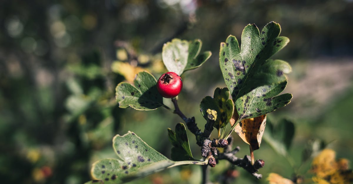 How can I stabilize a berry coulis? - Red Fruit and Green Leaves How can I stabilize a berry coulis? - Red Fruit and Green Leaves