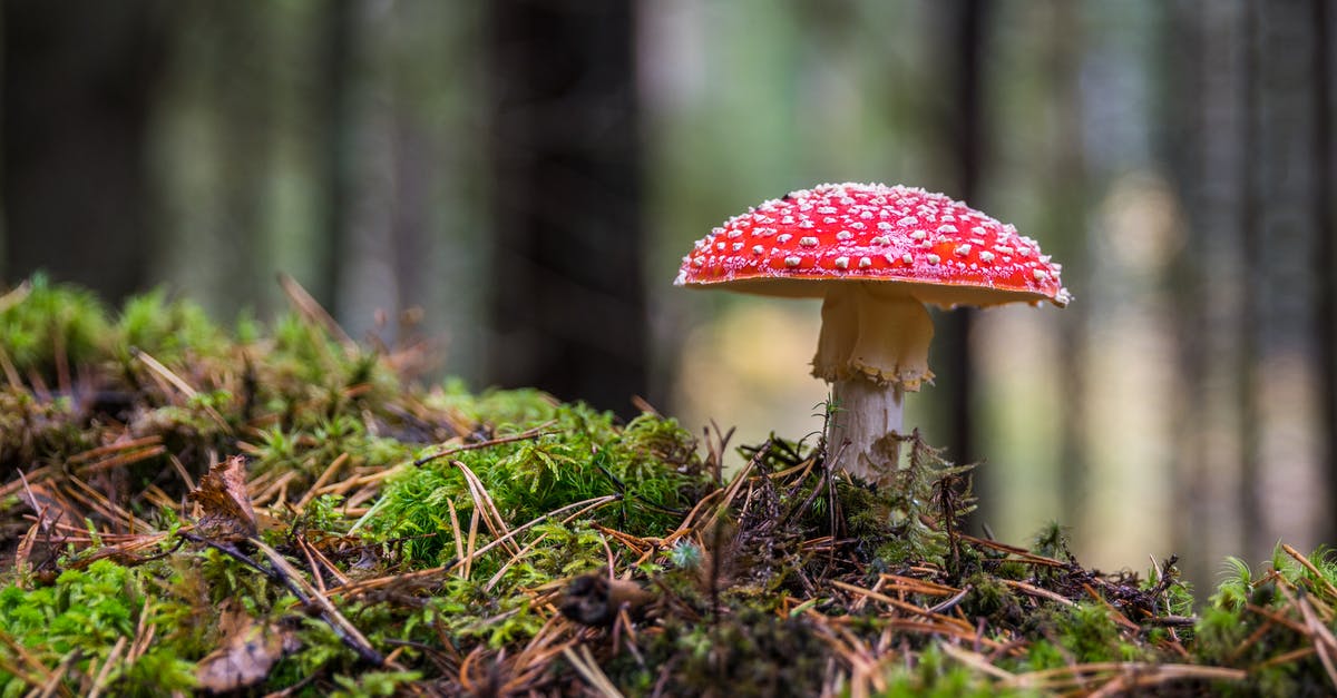 How can I tell if a mushroom is poisonous? - Closeup Photo of Red and White Mushroom How can I tell if a mushroom is poisonous? - Closeup Photo of Red and White Mushroom