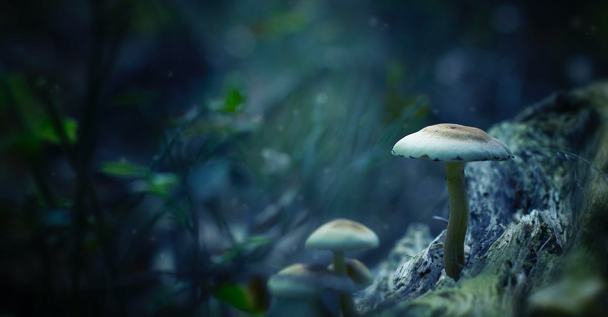 How can I tell if a mushroom is poisonous? - White Mushrooms Digital Wallpaper How can I tell if a mushroom is poisonous? - White Mushrooms Digital Wallpaper