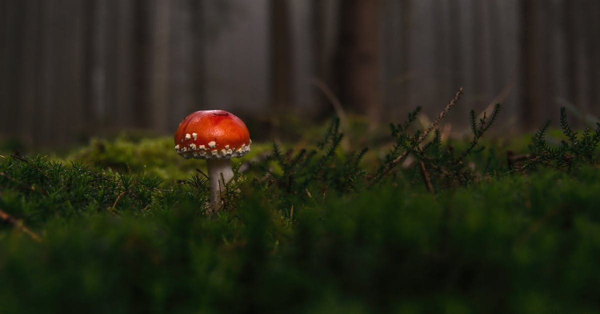 How can I tell if a mushroom is poisonous? - Red and White Mushroom How can I tell if a mushroom is poisonous? - Red and White Mushroom