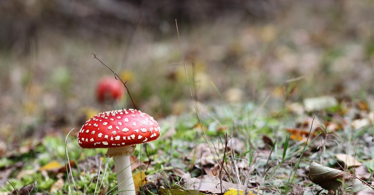 How can I tell if a mushroom is poisonous? - Close-Up Photography of Mshroom How can I tell if a mushroom is poisonous? - Close-Up Photography of Mshroom