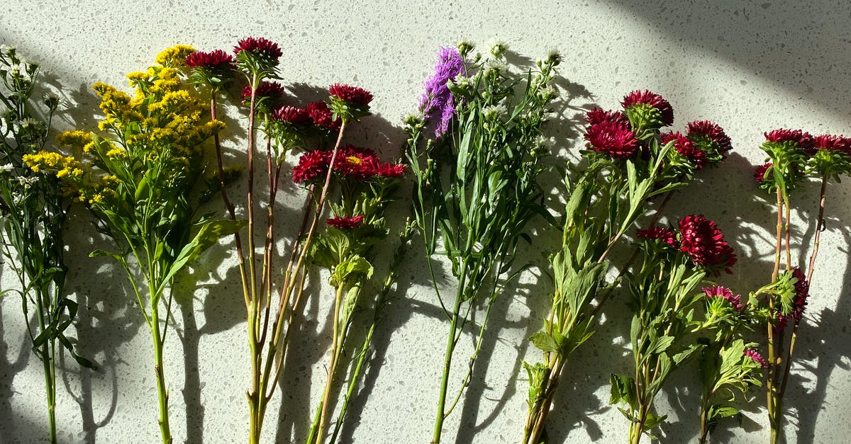 How can one use Thai basil stems and flowers? - Free stock photo of bouquet, bright, flora How can one use Thai basil stems and flowers? - Free stock photo of bouquet, bright, flora