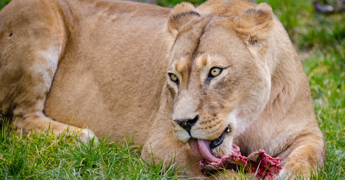 How dangerous is it to refreeze meat that has been thawed? - Lioness on Grass Eating How dangerous is it to refreeze meat that has been thawed? - Lioness on Grass Eating