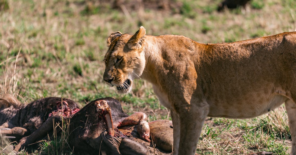 How dangerous is it to refreeze meat that has been thawed? - Free stock photo of addiction, adult, analysis How dangerous is it to refreeze meat that has been thawed? - Free stock photo of addiction, adult, analysis