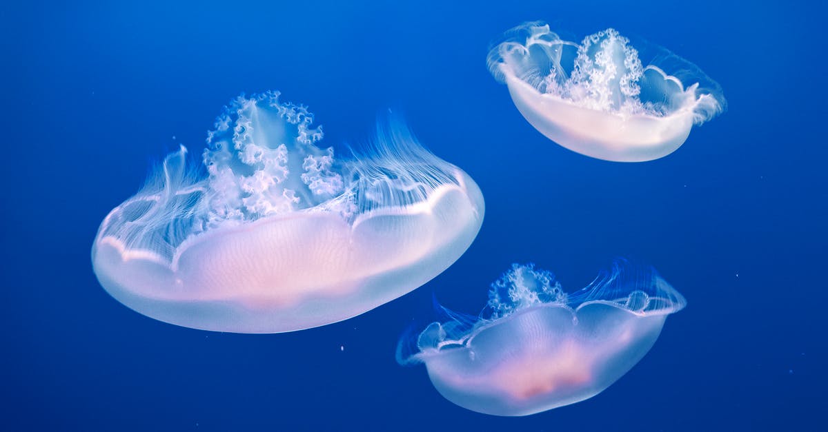 How deep is a deep pie dish, traditionally? - Three Jellyfishes How deep is a deep pie dish, traditionally? - Three Jellyfishes