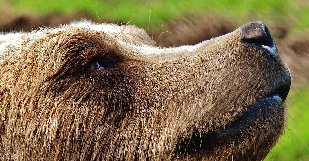 How do big companies can products at large scales? [closed] - Short-coated Tan Dog on Selective Focus Photo