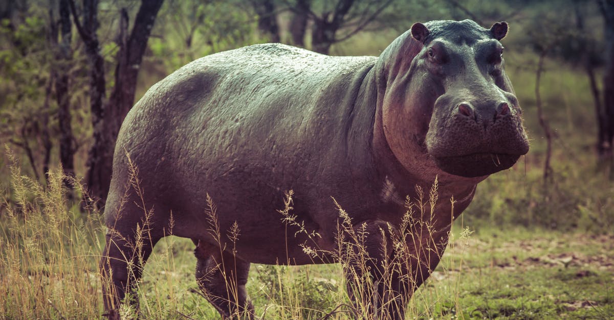 How do big companies can products at large scales? [closed] - Black Hippopotamus on Green Grass