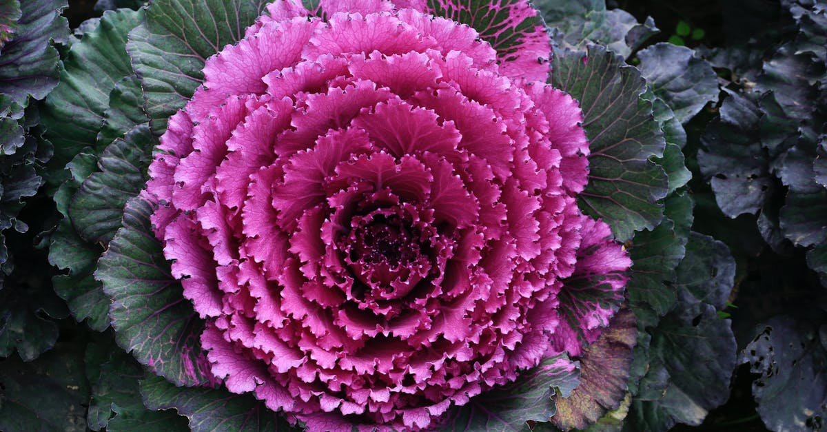 How do I clean kale and other leafy vegetables for cooking? - Close-Up Shot of Fresh Kale How do I clean kale and other leafy vegetables for cooking? - Close-Up Shot of Fresh Kale