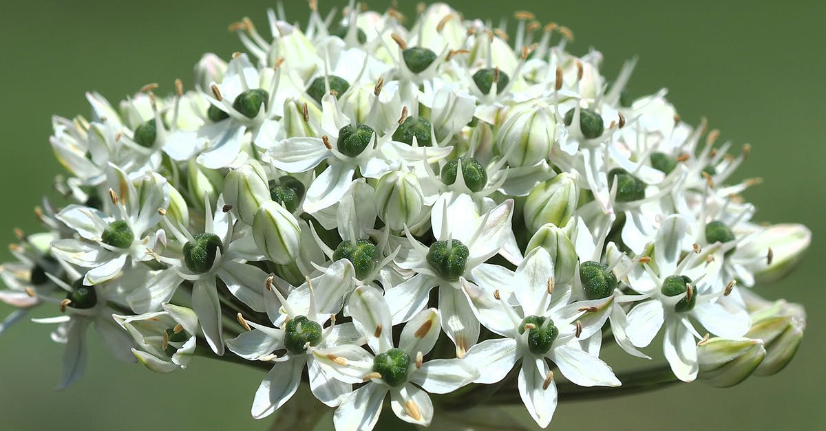 How do I cut a blooming onion? - White and Green Flower in Macro Lens How do I cut a blooming onion? - White and Green Flower in Macro Lens
