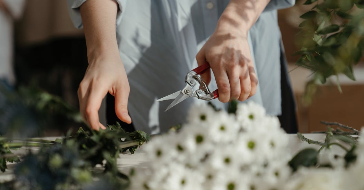 How do I cut a blooming onion? - Person in White Dress Shirt Holding Silver and Red Scissors How do I cut a blooming onion? - Person in White Dress Shirt Holding Silver and Red Scissors