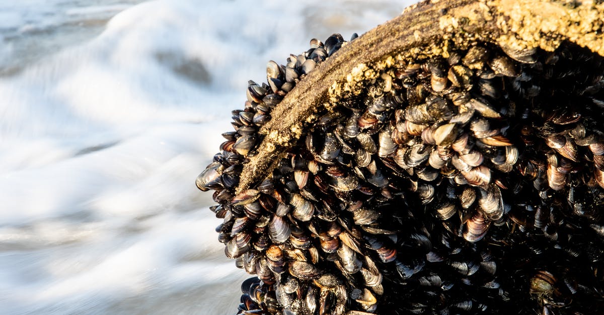 How do I determine if my mussels are fresh? - Fresh Mussels on Rock How do I determine if my mussels are fresh? - Fresh Mussels on Rock