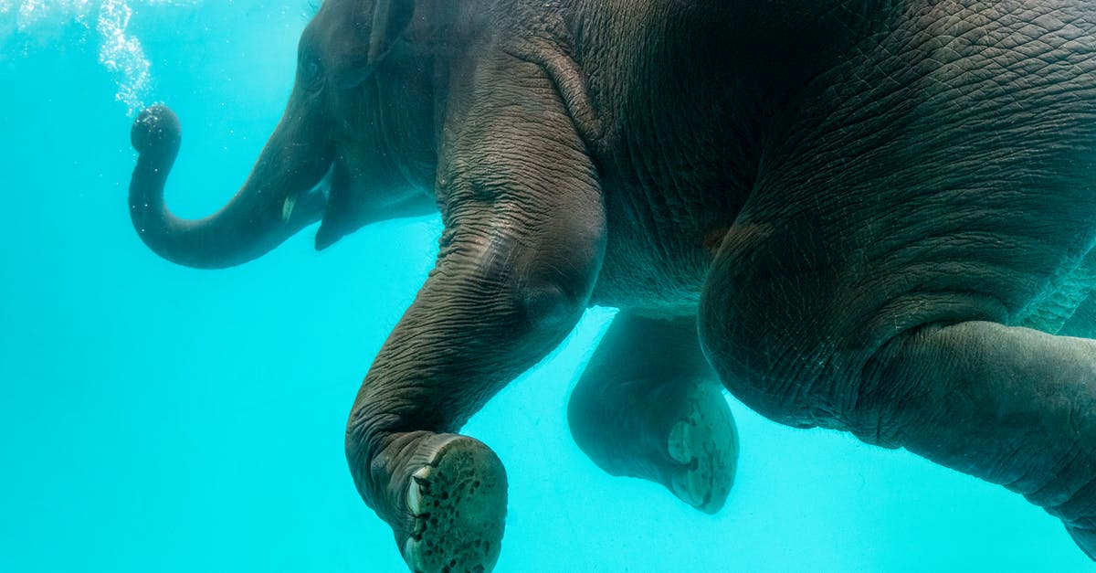 How do I finely process/puree a large amount of chillies? - Elephant swimming in blue water How do I finely process/puree a large amount of chillies? - Elephant swimming in blue water