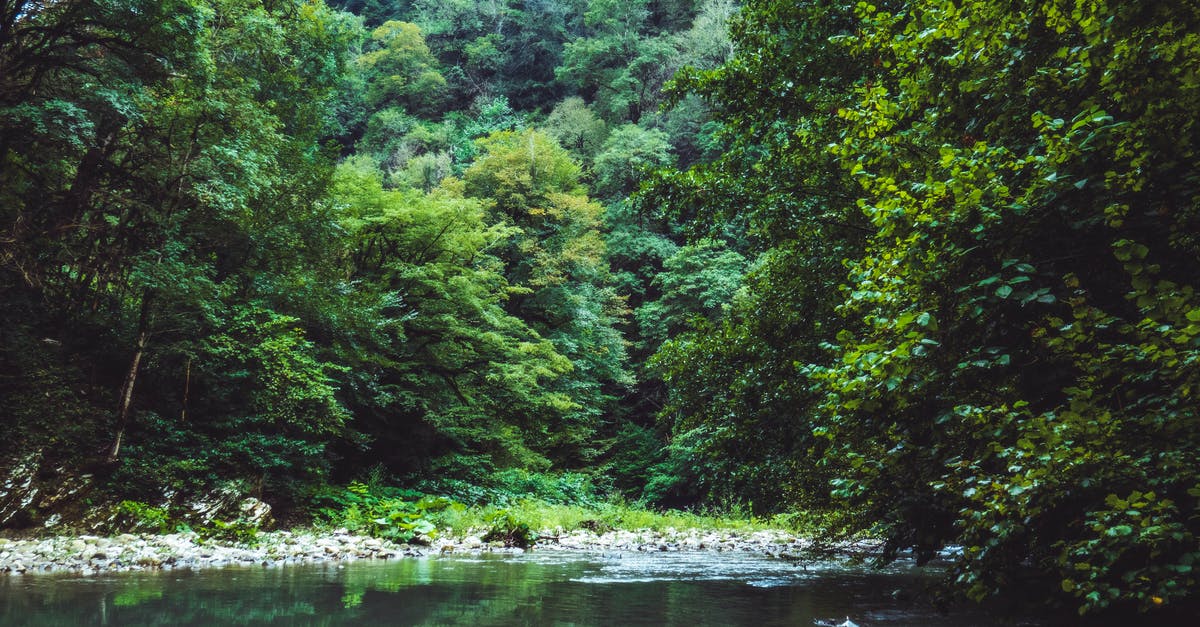 How do I get my spring rolls crispy? - Green Leafed Trees Near Body of Water How do I get my spring rolls crispy? - Green Leafed Trees Near Body of Water