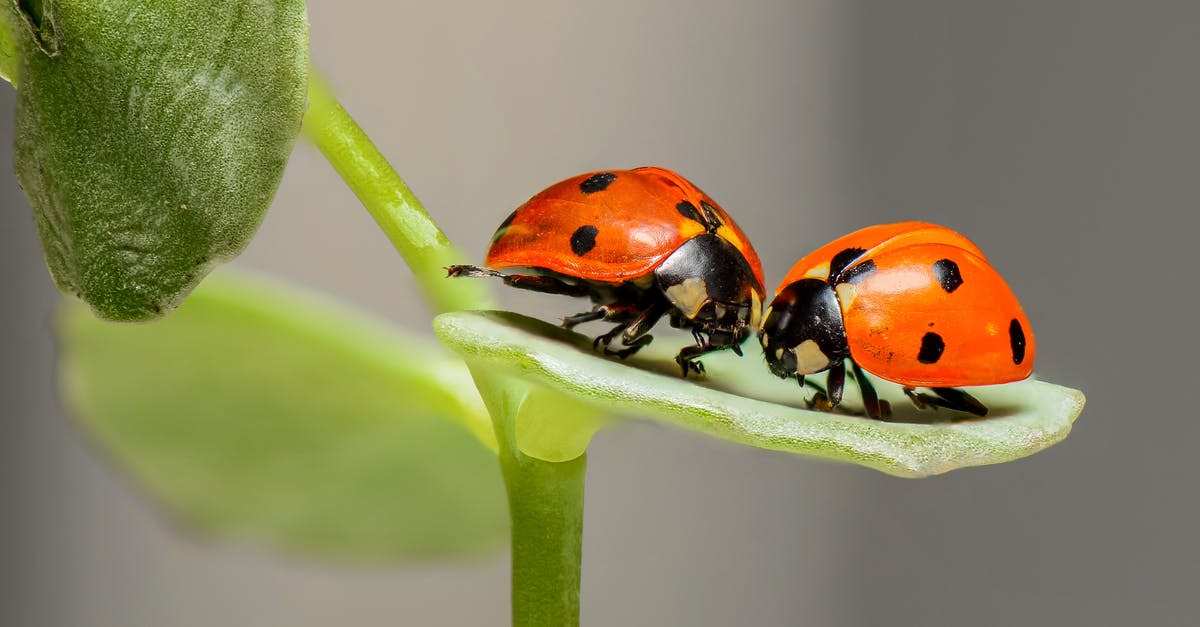 How do I get rid of bugs in rice? - 2 Lady Bug on Green Leaf How do I get rid of bugs in rice? - 2 Lady Bug on Green Leaf