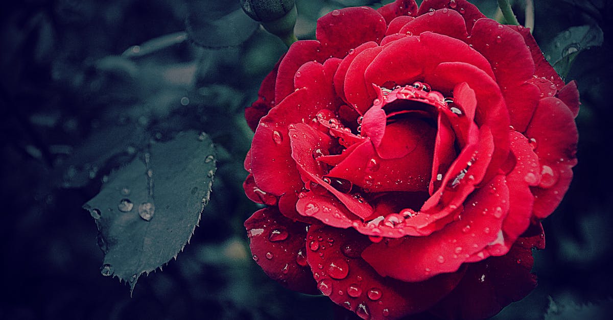 How do I keep brisket moist overnight? - Selective Focus Photography of a Red Rose How do I keep brisket moist overnight? - Selective Focus Photography of a Red Rose