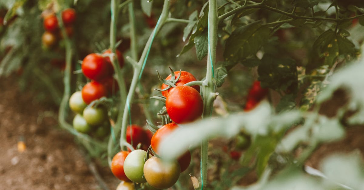 How do I know if a Hello Fresh shipment is ... fresh? - Red and Green Round Fruits