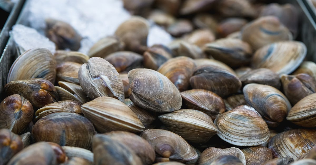 How do I prepare fresh clams for clam chowder? - Close-up of Fresh Clams How do I prepare fresh clams for clam chowder? - Close-up of Fresh Clams