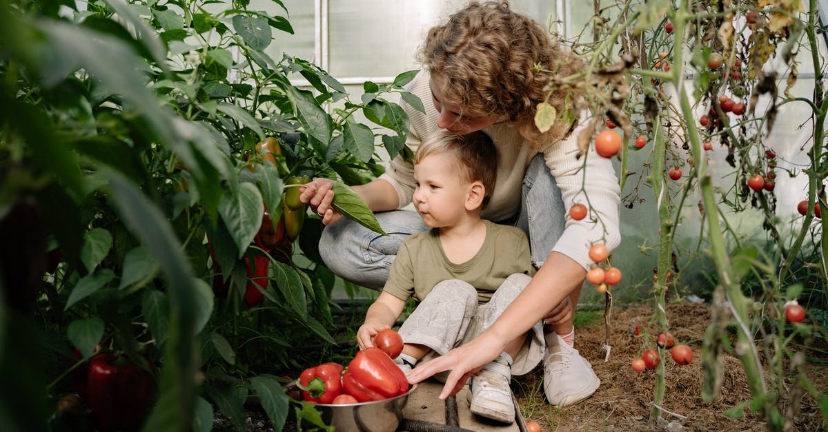 How do I preserve picking pepper to last a year - A Woman Harvesting Red Peppers and Tomatoes at the Garden
How do I preserve picking pepper to last a year - A Woman Harvesting Red Peppers and Tomatoes at the Garden