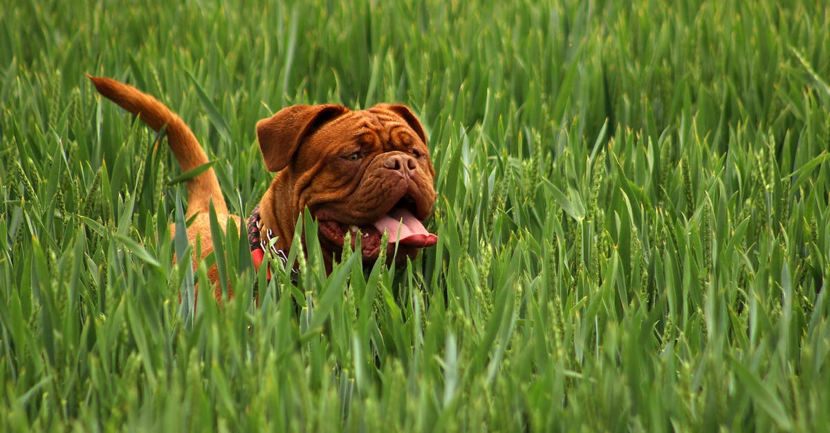 How do I remove small grounds when using a french press? - Brown Short Haired Dog on Green Ground Cover Plants during Daytime How do I remove small grounds when using a french press? - Brown Short Haired Dog on Green Ground Cover Plants during Daytime