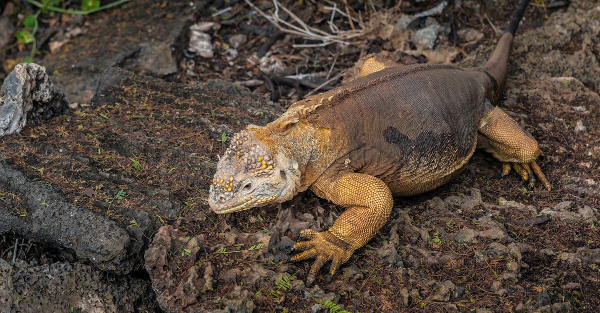 How do I scale serrano chile? - Brown and Black Bearded Dragon on Gray Rock