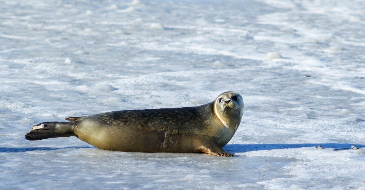 How do I seal ice cream containers? - Photo of Gray Seal on Ice How do I seal ice cream containers? - Photo of Gray Seal on Ice