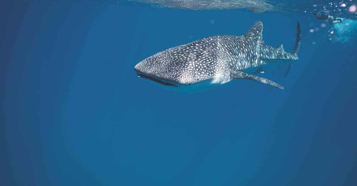 How do you clean or gut fish - Whale shark swimming under crystal clear water of ocean near surface under sunlights How do you clean or gut fish - Whale shark swimming under crystal clear water of ocean near surface under sunlights