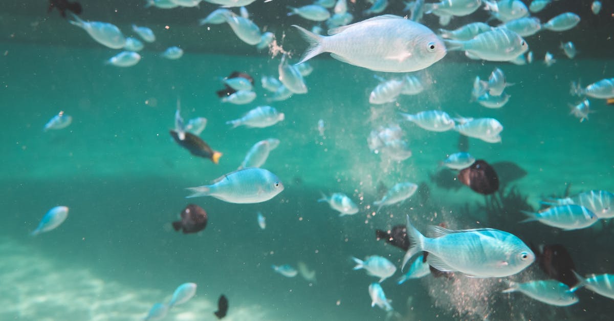 How do you clean or gut fish - Big school of Chromis fishes swimming underwater of clean deep sea water sandy bottom How do you clean or gut fish - Big school of Chromis fishes swimming underwater of clean deep sea water sandy bottom