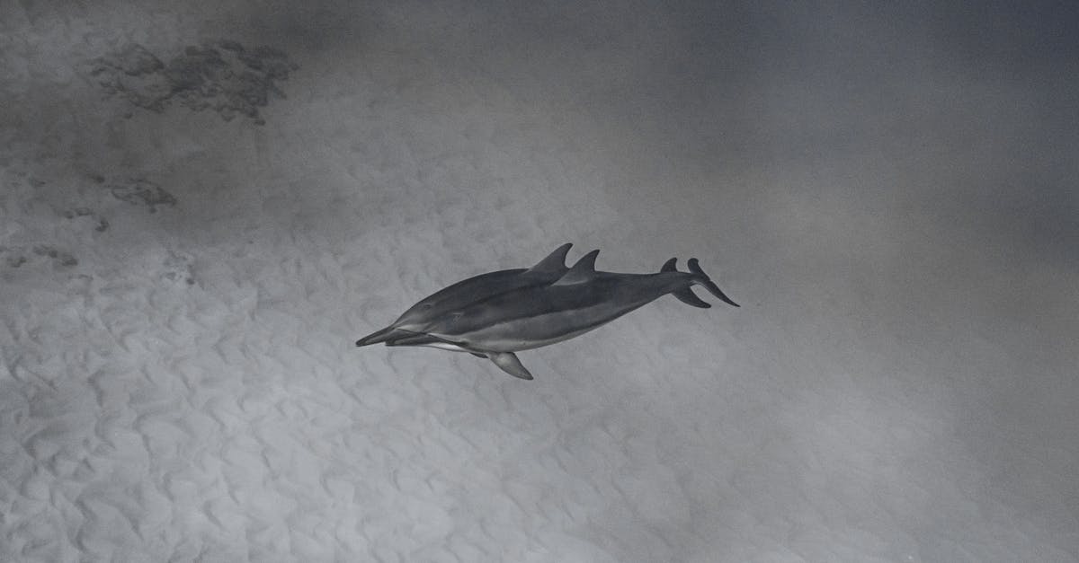 How do you clean or gut fish - Couple of wild dolphins diving together undersea through crystal light water near sandy depth How do you clean or gut fish - Couple of wild dolphins diving together undersea through crystal light water near sandy depth