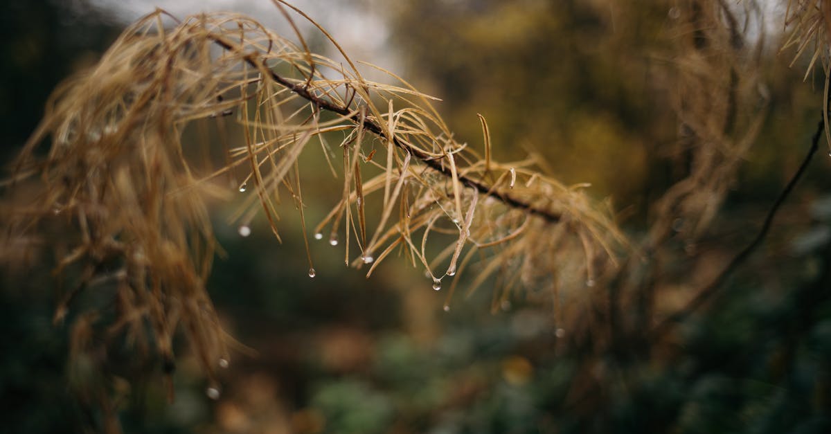 How do you dry wet brown sugar clumps? - Wet branch of larch in autumn forest