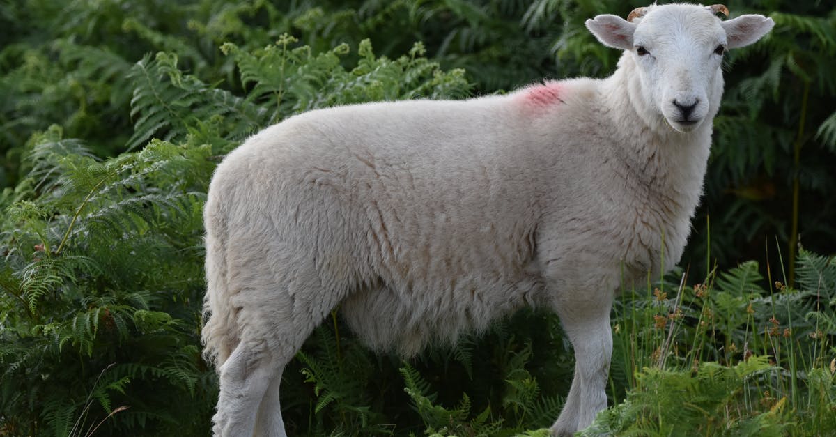 How do you french trim a lamb shank? - White Sheep on Green Grass How do you french trim a lamb shank? - White Sheep on Green Grass