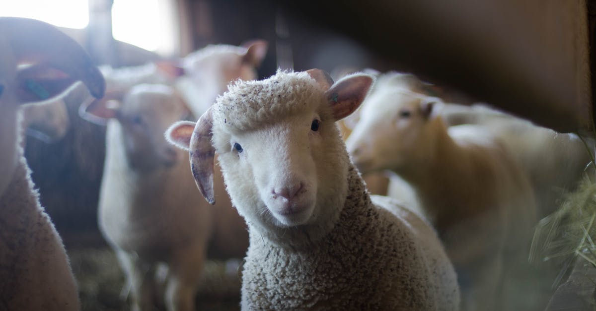 How do you french trim a lamb shank? - Sheep How do you french trim a lamb shank? - Sheep