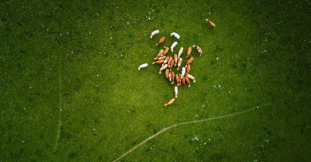How do you get gelatin from rendering cow fat? - Herd Of Brown And White Cows On Green Grass Field How do you get gelatin from rendering cow fat? - Herd Of Brown And White Cows On Green Grass Field