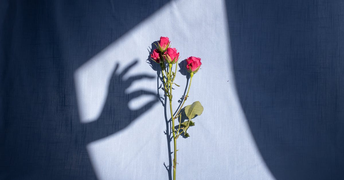 How do you get the smell of fish off your hands? - Composition of graceful female hand shadow touching tender red bush rose branch placed on blue textile in bright sunlight How do you get the smell of fish off your hands? - Composition of graceful female hand shadow touching tender red bush rose branch placed on blue textile in bright sunlight