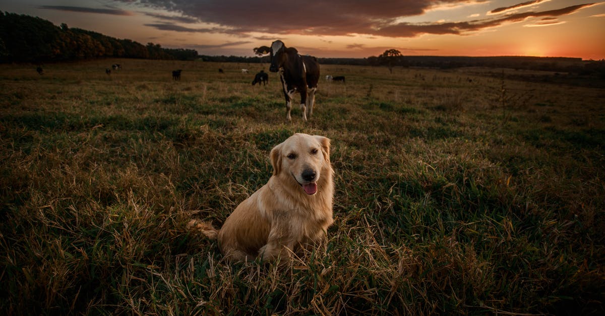 How do you properly cook cow tongue? - From above of charming purebred dog with tongue out sitting on grass lawn near cows under bright cloudy sky at sunset and looking at camera How do you properly cook cow tongue? - From above of charming purebred dog with tongue out sitting on grass lawn near cows under bright cloudy sky at sunset and looking at camera