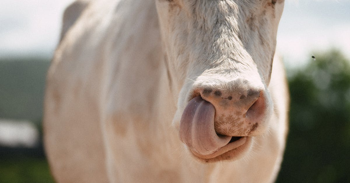 How do you properly cook cow tongue? - White Cow Showing Tongue How do you properly cook cow tongue? - White Cow Showing Tongue