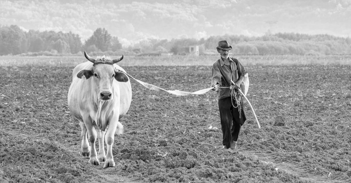 How do you properly cook cow tongue? - Man with Cow on Field How do you properly cook cow tongue? - Man with Cow on Field