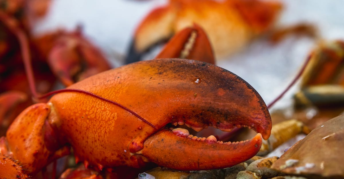 How do you tell whether a lobster is cooked? - Close Up Shot of Lobster Claw How do you tell whether a lobster is cooked? - Close Up Shot of Lobster Claw
