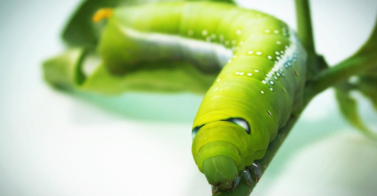 How does one go about marking food in an oven? - Green Tobacco Hornworm Caterpillar on Green Plant in Close-up Photography How does one go about marking food in an oven? - Green Tobacco Hornworm Caterpillar on Green Plant in Close-up Photography